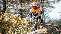 Tree safety