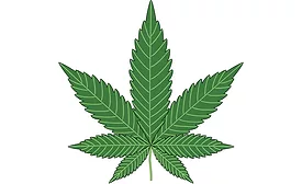 marijuana