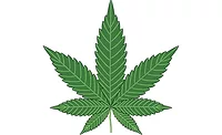 marijuana
