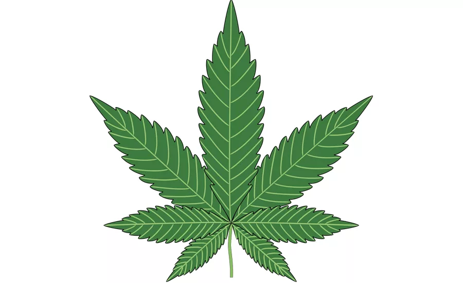 marijuana