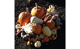 Thanksgiving
