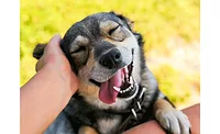 dog-900.gif dog