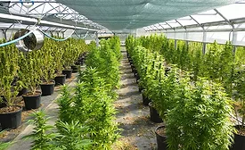 cannabis