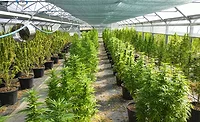 cannabis