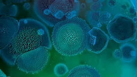 mold spores
