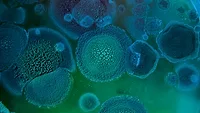 mold spores