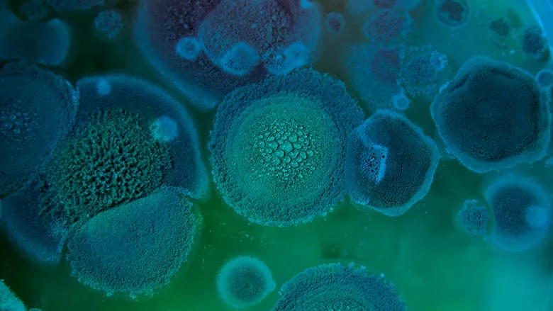 mold spores