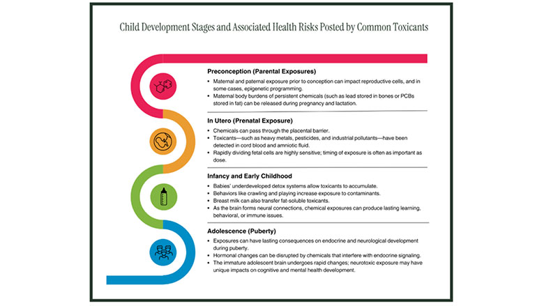 Child Development Stages and Associated Health Risks Posed by Common Toxicants