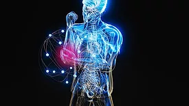 The image depicts a 3D visualization of a human body