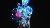 The image depicts a 3D visualization of a human body
