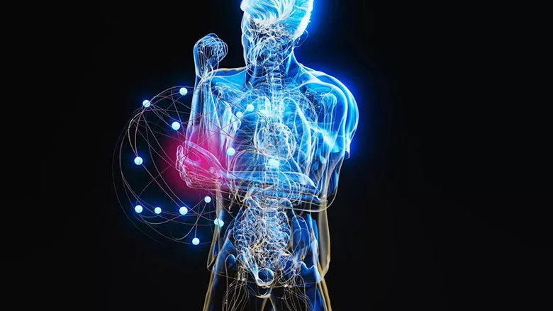 The image depicts a 3D visualization of a human body