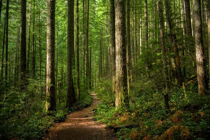 Forest for the trees