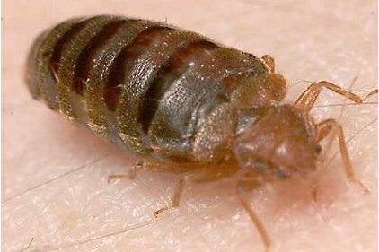 bedbug-422.jpg