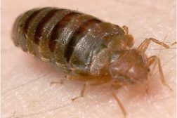 bedbugs can be a workplace problem