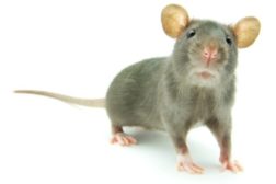 Whistleblower employee fired after complaining about rats
