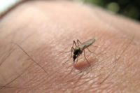 mosquitoes carry West Nile Virus